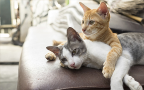 Oakland Veterinary Services