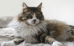 Oakland Veterinarians