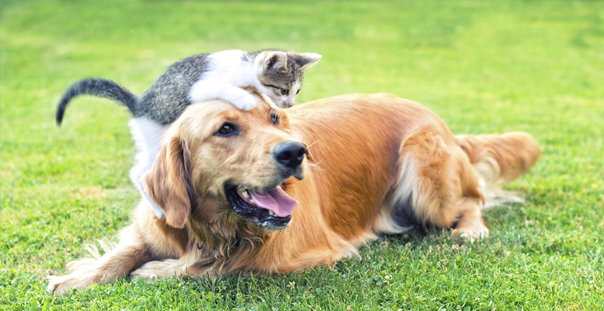 Oakland Veterinarians