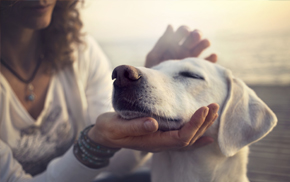 Oakland Veterinary Hospital