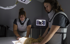 Pet Diagnostic Imaging in Oakland: Staff performing exam