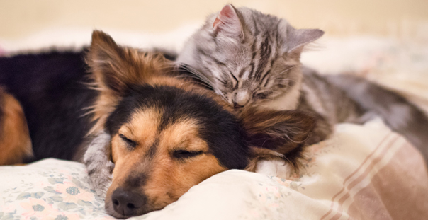 Pet Vaccinations in Oakland: Cat and dog napping together