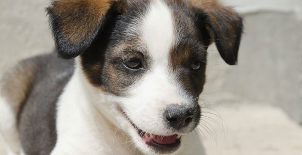 Pet Exams in Oakland: Happy puppy
