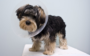 Pet Surgery in Oakland: Dog after surgery