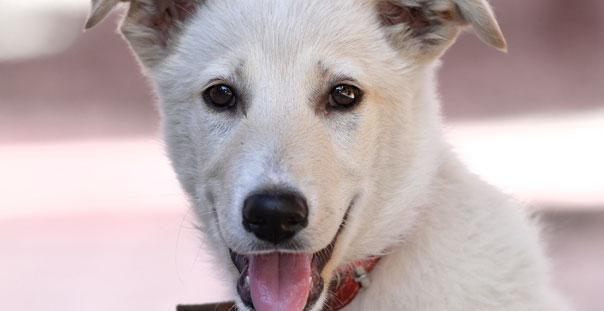 Veterinary Services in Oakland: Happy dog looking at camera