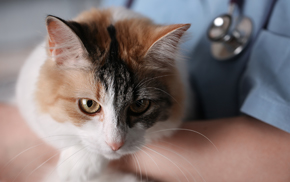 Oakland Veterinary Hospital