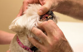 Pet Dental Care in Oakland: Dog during dental exam
