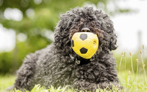 Pet Vaccinations in Oakland: Dog with ball