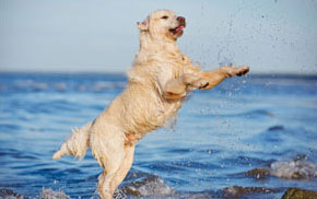 Pet Exams in Oakland: Dog playing in water