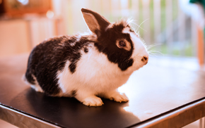 Oakland Veterinary Hospital