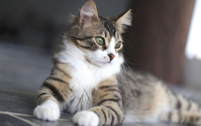 Oakland Veterinary Hospital