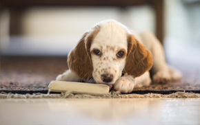 Oakland Animal Hospital